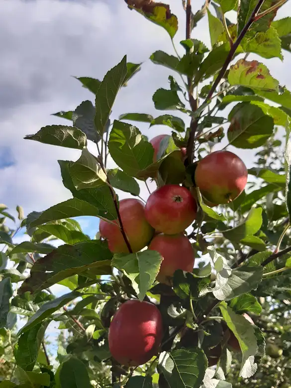 Apfel Apfel
