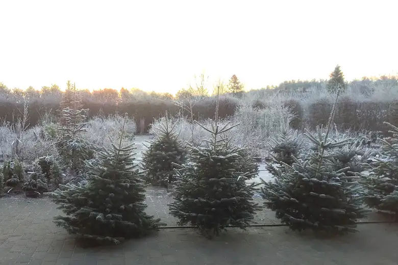 Tannenbaumverkauf Tannenbaumverkauf